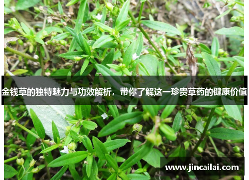 金钱草的独特魅力与功效解析，带你了解这一珍贵草药的健康价值